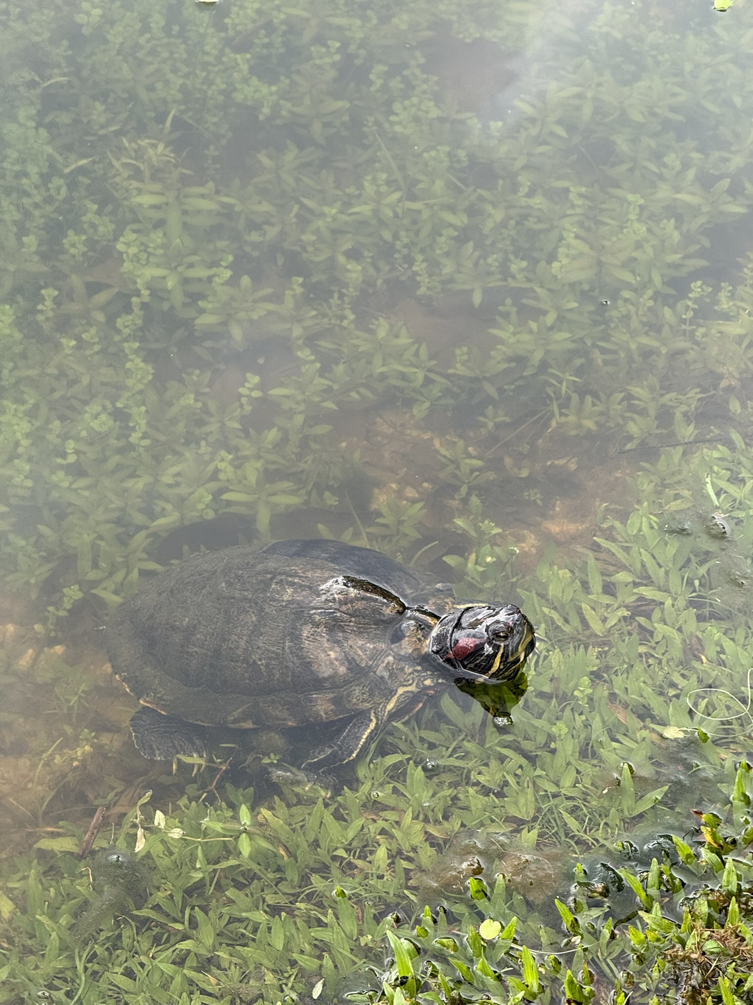 Singapore · Botanic Gardens
