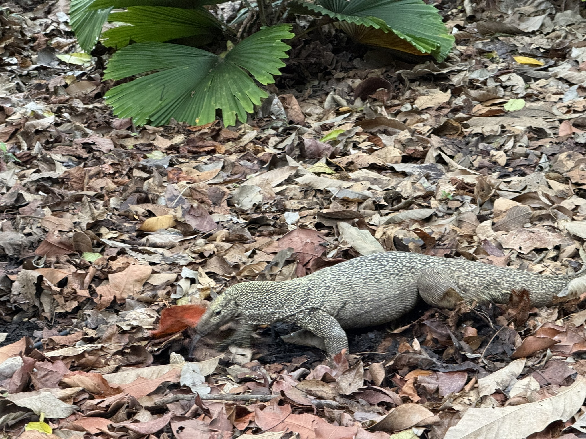Singapore · Botanic Gardens