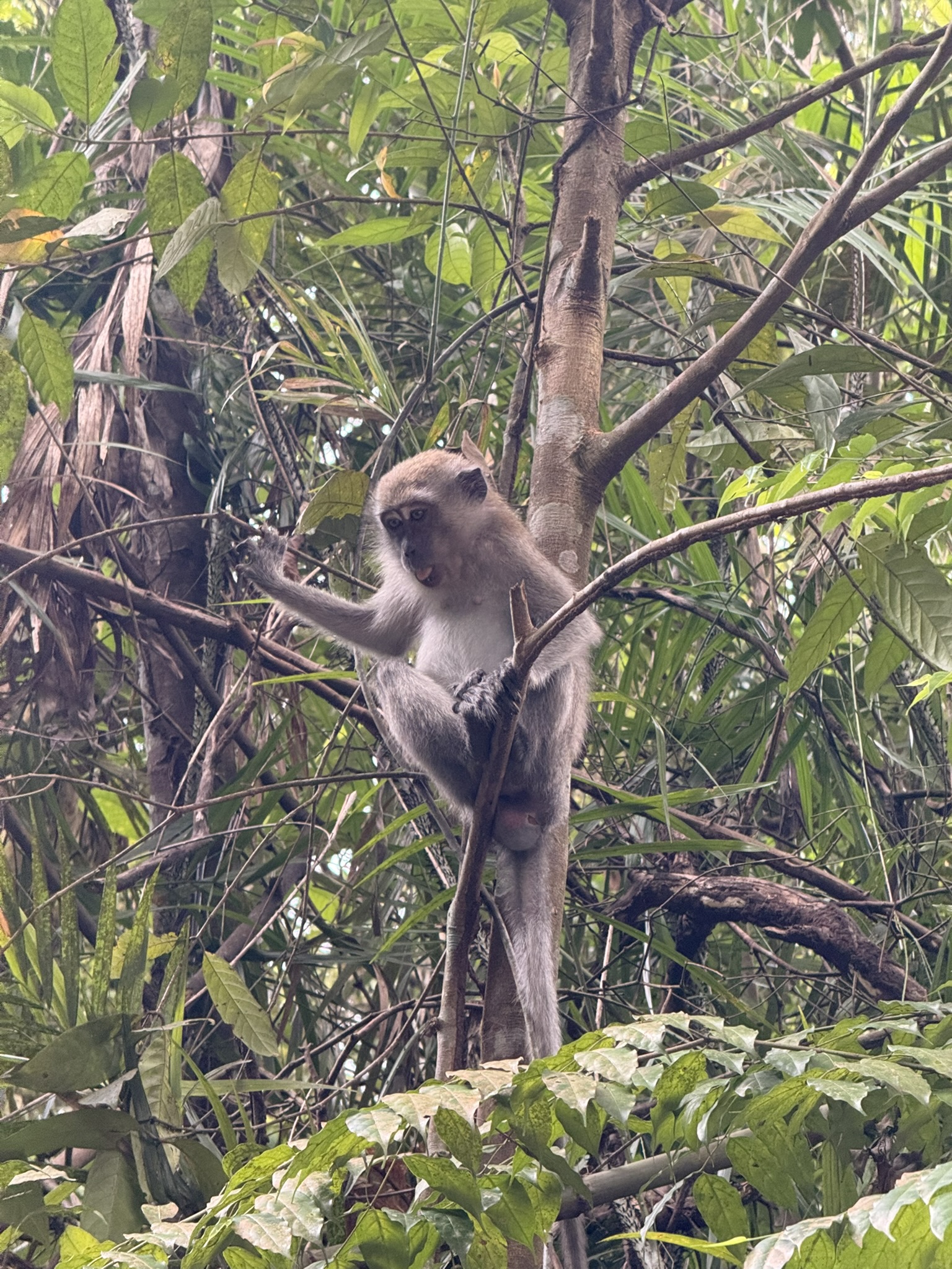 Singapore · 中央集水区
