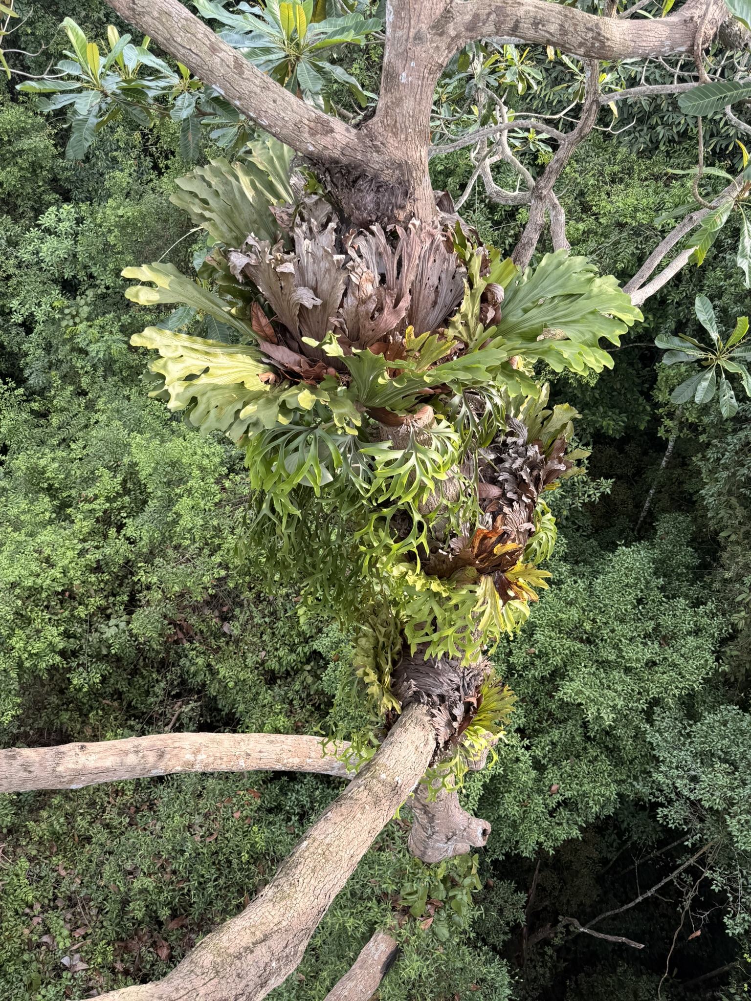 Singapore · 中央集水区